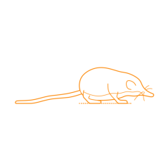 Animals Eulipotyphla Eurasian Pygmy Shrew Outline Drawing Svg Vector, Free Vectors File